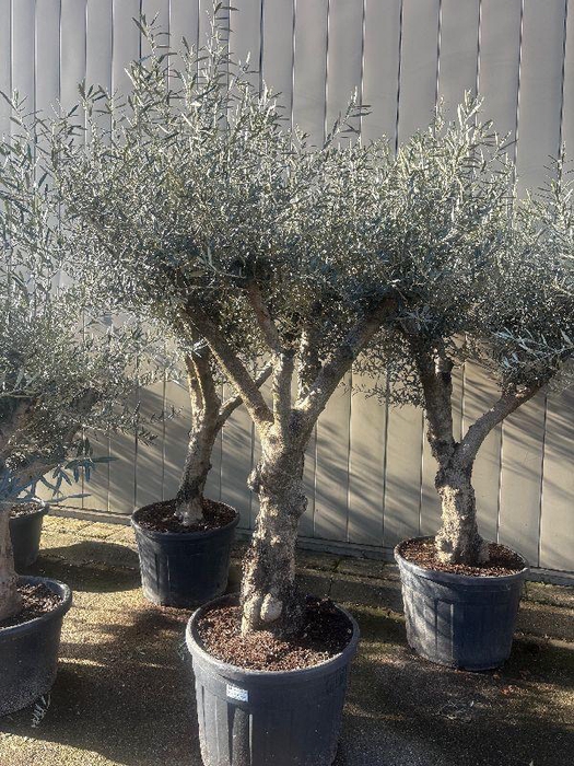 <h4>Olea europaea (Olijf) stam 40-60</h4>