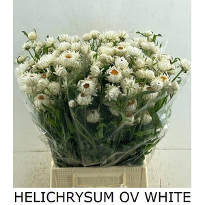 HELICHRYSUM OV
