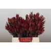 Leucadendron Fireglow Spray