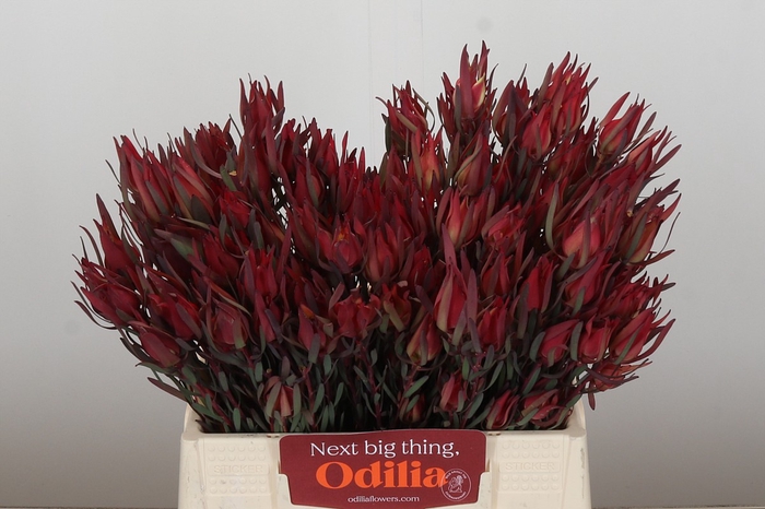 <h4>Leucadendron Fireglow Spray</h4>