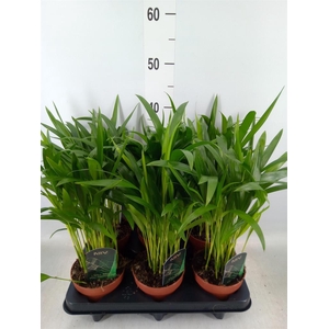 Dypsis lutescens   ...Chrysalidoca