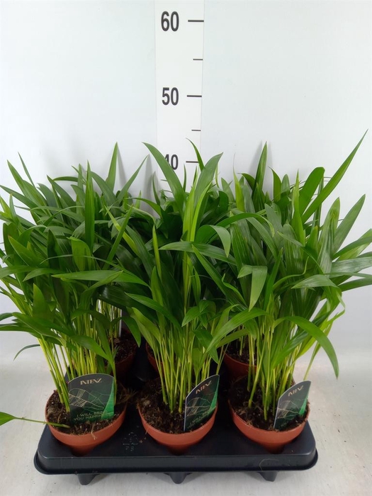 <h4>Dypsis lutescens ...Chrysalidoca</h4>