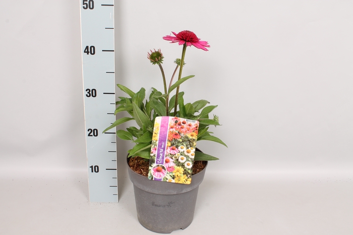 <h4>vaste planten 19 cm Echinacea Delicious Candy</h4>