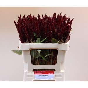 Amaranthus Pygmy Torch Sjaak Van Eeden