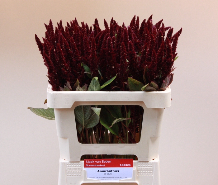 <h4>Amaranthus Pygmy Torch Sjaak Van Eeden</h4>