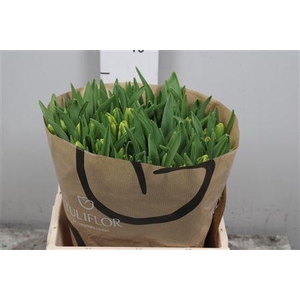 Tu Pa Dee Jay Parrot