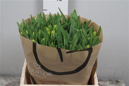 <h4>Tu Pa Dee Jay Parrot</h4>