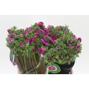 Anemone Mistral Plus Cerise