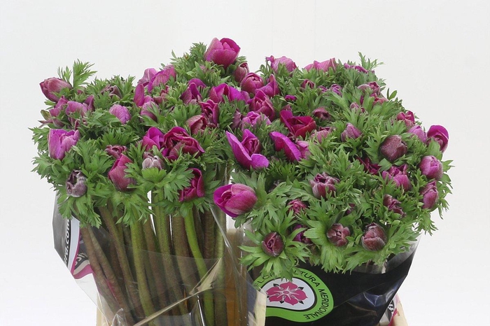 <h4>Anemone Mistral Plus Cerise</h4>