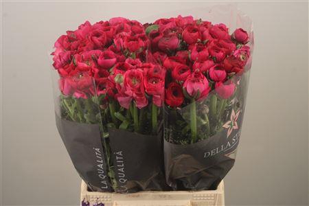 <h4>Ran El Hot Pink</h4>