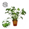 Philodendron Atlantis