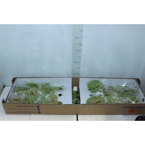 ANTHURIUM PISTACHE 9/11 035 CM DIAM MIN 9 CM VERDE