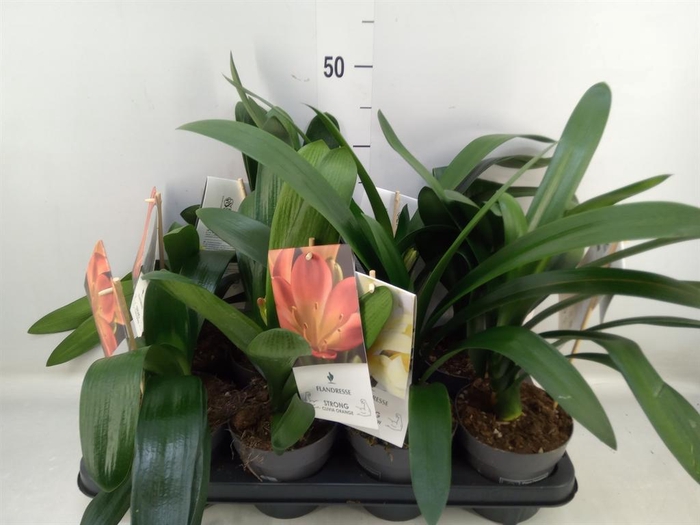 <h4>Clivia miniata</h4>