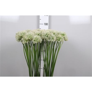 Allium Mount Everest