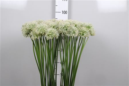 Allium Mount Everest