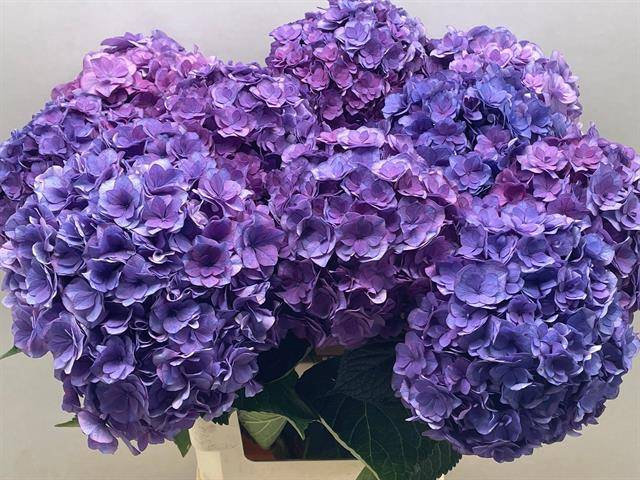 <h4>Hydr Royal Anastasia Blue Joep van den Bosch</h4>