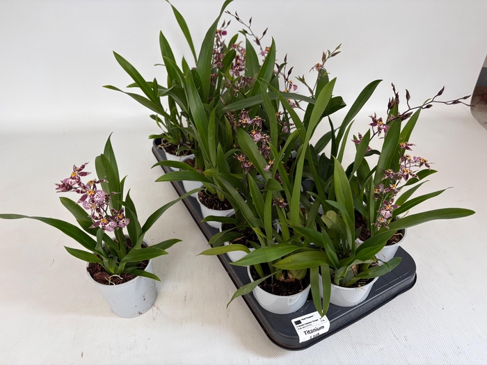 <h4>ORCHIDEEEN OVERIG</h4>