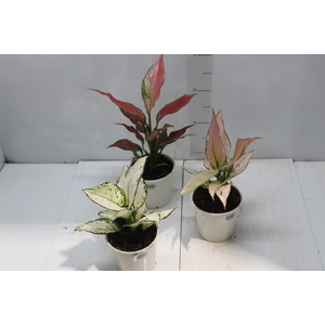 AGLAONEMA VARIADA P12