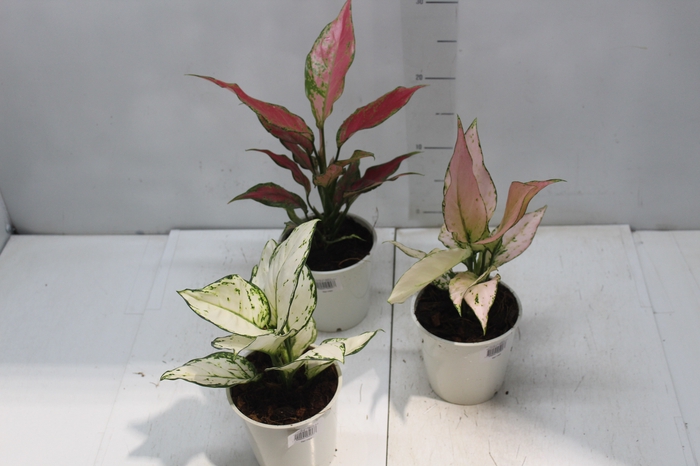 <h4>AGLAONEMA VARIADA P12</h4>