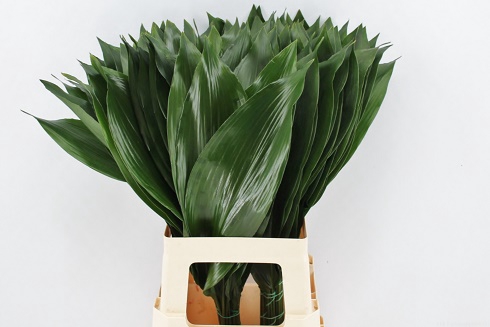 Aspidistra