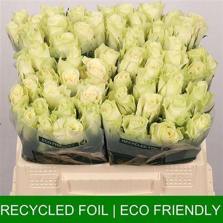 <h4>R Gr Athena</h4>