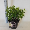 Hydrangea paniculata