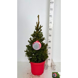 PICEA AB WILLS ZWERG