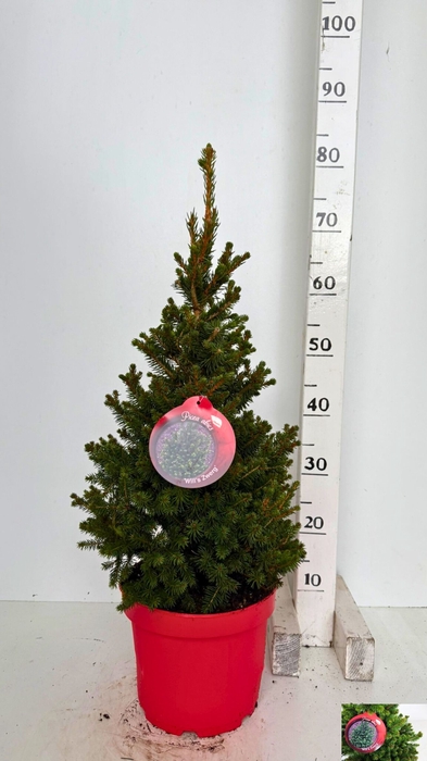 <h4>PICEA AB WILLS ZWERG</h4>