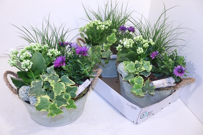 <h4>ARR TUINPLANTEN</h4>