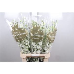 Delph Du Dewi Impress White