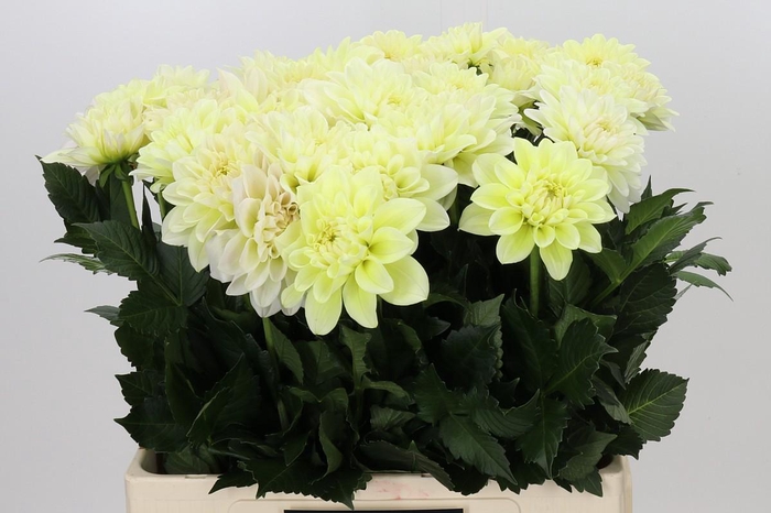 <h4>Dahlia Champagne</h4>