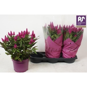 CEL DEEP PURPLE