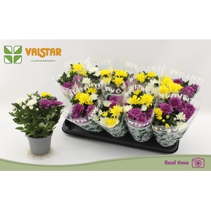 CHRYS DA VINC GEM PT