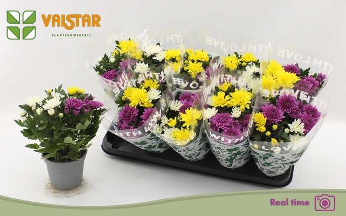 <h4>CHRYS DA VINC GEM PT</h4>