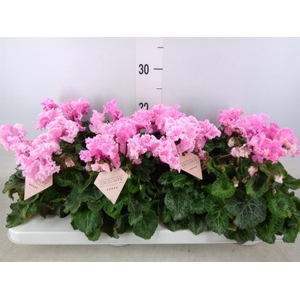 Cyclamen MD 'Merengue'
