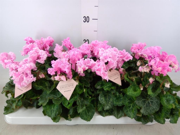 <h4>Cyclamen MD 'Merengue'</h4>