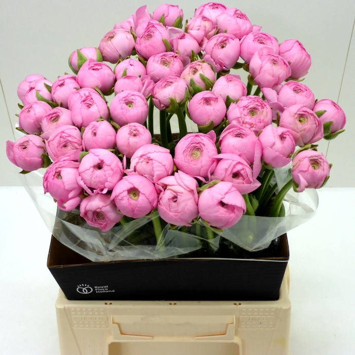 <h4>Ran Success Peonia</h4>