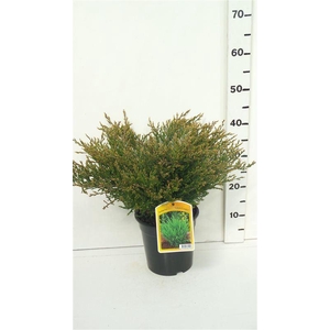 Juniperus horizontalis Andorra