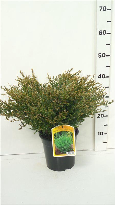 <h4>Juniperus horizontalis Andorra</h4>