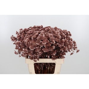 Astrantia Kl Bh Rose Goud