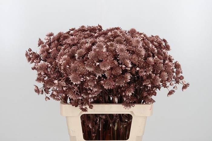 <h4>Astrantia Kl Bh Rose Goud</h4>