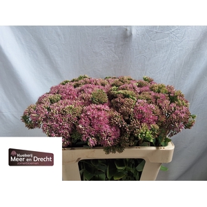 SEDUM SP CARL