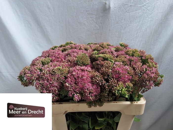 <h4>SEDUM SP CARL</h4>