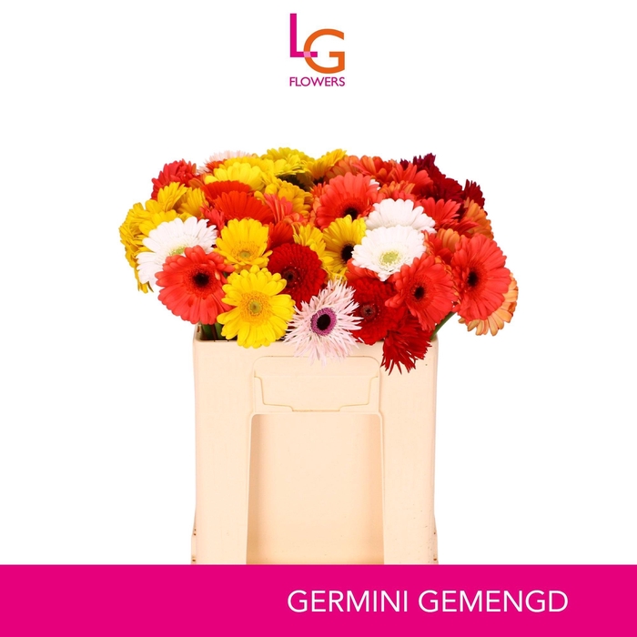 <h4>GE MI GEM</h4>