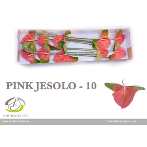 Anthurium Pink Jesolo