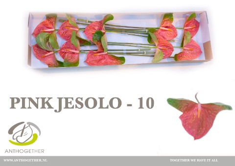 <h4>Anthurium Pink Jesolo</h4>