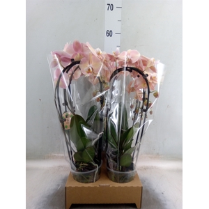 Phalaenopsis   ...