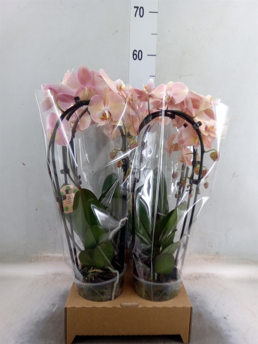 <h4>Phalaenopsis   ...</h4>
