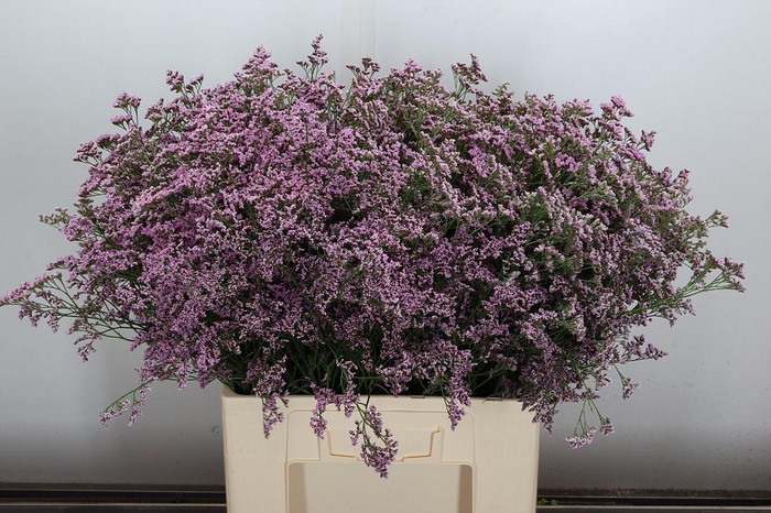 <h4>Lim Saf Oshi Pink 70cm</h4>