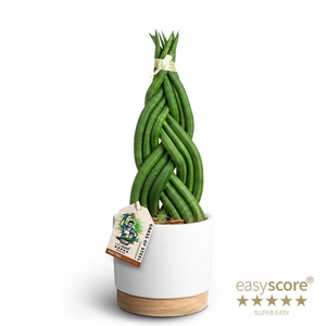 SANSEVIERIA CYLINDRICA P12 WB WHITE BRAID